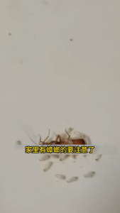 Strong Cockroach Repellent Plant deworming gel Safe & Non-toxic drive away Cockroach ants totally