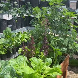 Benih Seribuan - Paket 15 Macam Bibit Sayuran Daun 30 Hari Panen