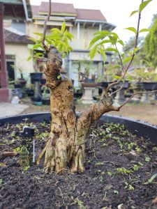 bonsai antingputri prospek