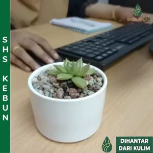 Succulent Pot Plant Pot Flower Pot Ceramic Pasu Bunga Seramik 花盆陶瓷 SHS KEBUN
