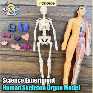 3D Human Torso Model Children DIY Assembled Puzzle Human with Removable Organ Early Science Education Kid School Medical for Kid