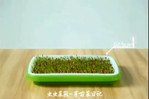 Germination Tray with Cover Sprouting Tray with Lid Pest-Proof Germination Tray Flexible/Durable Germination