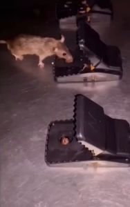 Perangkap Tikus Jebakan Mouse Trap bukan Joni Cat Premium Quality jebakan tikus jepit otomatis