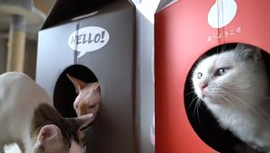 🐱 ลับเล็บแมว กล่องลับเล็บแมว 2in1 แมว บ้าน แมวลับ นม ลับเล็บแมว ฟรี กัญชาแมว วัตถุดิบ