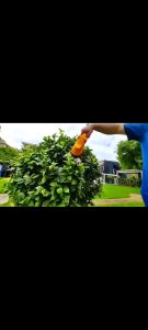 【Ready Stock】Mekitor cordless grass shear and hedge trimmer grass trimmer cordless mesin trimmer pokok bunga