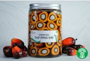DxP PPKS 540 NG 239