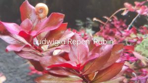Ludwigia Repens RUBIN 新叶底红/Aquatic plants/Tumbuhan Akuatik