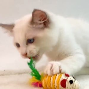 THPET เชื้อหรือปลอม หนูพันเชือกหางขนนก ใช้ล่อแมว เชือกป่าน ฝนเล็บได้ ราคาที่เหมาะสม บริการปลอดภัย