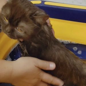 PETSMILE แชมพูออร์แกนิคสำหรับแมวขนยาว ป้องกันเชื้อราและบำรุงผิว 280ml.