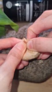 Black Garlic Joss Fermentasi Bawang Putih Tunggal