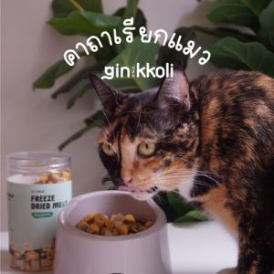 Gin Kkoli รวมมิตรอกไก่ อกเป็ด ตับไก่ ไข่แดง 100% Freeze-Dried ขนมแมวฟรี 100g