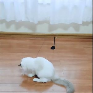 🌸Pet Classy🌸ไม้แมว ยาวสุด ไม่ล่อแมว ไม้ตกแมว ของเล่นแมว ของเล่น สำหรับแมว สำหรับสัตว์เลี้ยง ไม้ล่อแมวสปริง ไม้ล่อแมวแบบติดพื้น