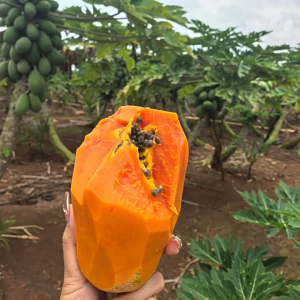 Papaya Seeds - Green Papaya Fruit seeds Flesh seeds Potted Papaya Tree seeds Easy to Grow Papaya Seeds for Planting High Yield Suitable for novice growers High-quality seeds