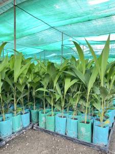 โปรฯ ต้นภูพานเฮพร้อมปลูก = 3 ต้น