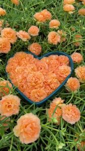 Hoa Mười Giờ Thái Kép MÀU CAM HỒNG Cành Tơ Siêu Khỏe Ra Rễ Sau 3 Ngày Công Ty TNHH Phân Phối Online Click 24 Giờ