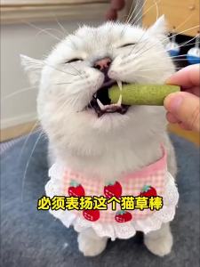 ZHUCHONG | Thức Ăn Chăm Sóc Răng Từ Cỏ Mèo Khô Cho Mèo