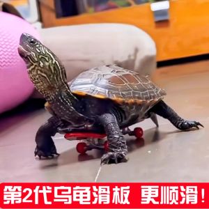 Mini Alloy Turtle Skateboard Wear-Resistant Finger Toy Parrot Pet Slide on Desktop Childrens Plastic Toy for Boys And Girls