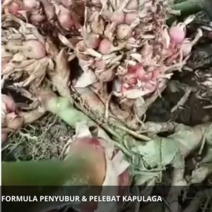 Obat Penyubur Buah Kapulaga / Pupuk Cair Pelebat Buah Kapulaga / Obat Pelebat Buah Kapulaga Cair