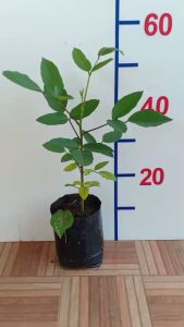 ต้นทองหลางดอกแดง ทองหลางดอกแดง ทองหลางกินใบ ต้นทองหลางกินใบ ต้นทองหลาง ทองหลาง ต้นมโนรมย์ มโนรมย์