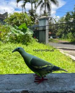 Patung Jontrot Pemikat Burung Punai Hijau Jantan