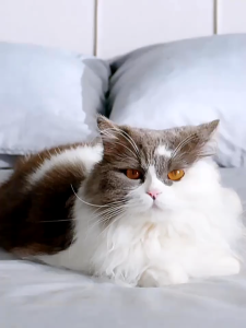 Máy hút giường đệm không dây Bissell G1 diệt khuẩn UV trọng lượng nhẹ 1.4kg công suất 400W