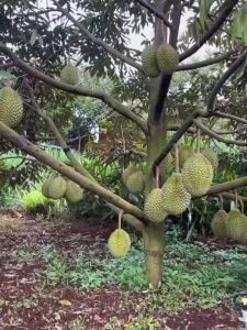 Bibit Tanaman Durian Musangking Super Unggul