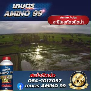 เกษตร AMINO 99 ขนาด 1000ml (ราคาโรงงาน) 2 ขวด อาหารเร่งพืชทุกชนิด ลูกดก ลูกใหญ่ ใบเขียว โตไว รากใหญ่ แข็งแรง ส่งฟรี