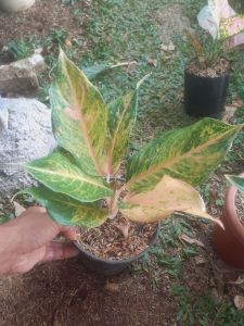 Tanaman Hias Aglonema Margaretha