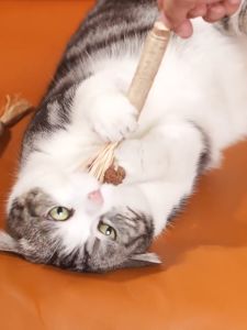 ไม้มาทาทาบิ 22cm ของเล่นแมว ลดคราบหินปูน ไม้แมวเมา แคทนิปญี่ปูน มาทาบิ สำหรับแมว วิธีการใช้งาน สำหรับแมว ไม้แมวเมา