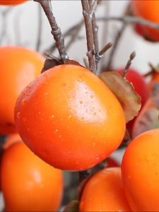 Artificial Fake Simulation Persimmon Fruit Flower Plants for Home Decorations Dining Table Vase Ornament Christmas Tree Gift CNY Decorations