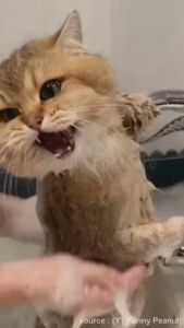 VET CLEAN 100ML Shampo Premium Hewan Anjing Kucing Anti Jamur Rekomendasi Dokter Hewan