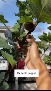 Bibit Buah Tin BNR (Bardissote Negra Rimada) Super