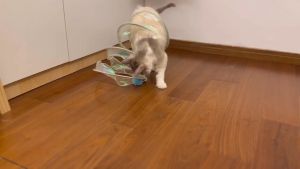 Đồ chơi cho mèo FOFOS Đồ chơi đường hầm xoắn ốc Chứa catnip cho mèo Cây lông vũ trêu ghẹo Giảm stress Kích thước lớn Xếp gọn