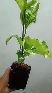 Châu  Cây Chanh leo tím siêu trái cao 50-60cm-cho trái sau 2 tháng-Vườn Minh Khương