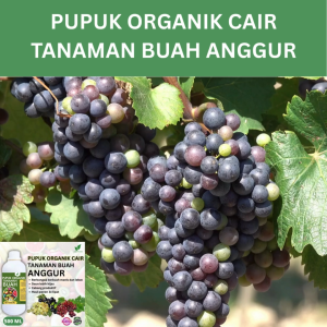 Pupuk Buah Kelengkeng 500 ML /Pupuk Booster Kelengkeng Cepat Berbuah Lebat/Pupuk Cair Kelengkeng