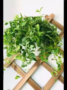 Cây Bình an để bàn làm việc trưng phòng khách đẹpMinh Hân Garden