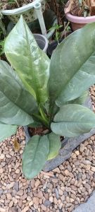 เงินเต็มบ้านไม้มงคลราคาถูก฿87