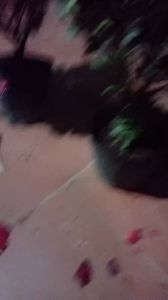 Cây hoa đỗ quyên đang hoa ( e xả lỗ để e nhập hàng - nhanh tay các bác ơi)