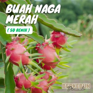 ( 50 Butir ) Benih Buah Naga Merah Berkebun Dirumah Bibit Hemat Siap Tanam