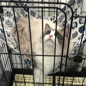 Cat Hammock Hanging Bed Cat Cage Fleece Cotton