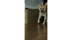 [8.8 National Day Sale] AUSTRALIAN PET ORGANICS DAILY WELLBEING MULTIVITAMIN CHEW 250G