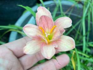 P.หัวดอกบัว Cissy Flowery หัว 50 บาท