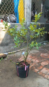 Cây Giống Chanh Tứ Quý [ CÓ SẴN TRÁI] – Chanh Bông Tím Chuẩn Giống - Cây Trồng Chậu - Dễ Trồng - Cây Giống Vân Anh