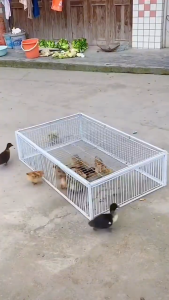 เพนียดดักนก กรงดักนก กรงกับดักนกพิราบ ช่องว่าง 1.8 ซม กรงนกทางเดียว กรงต่อนก