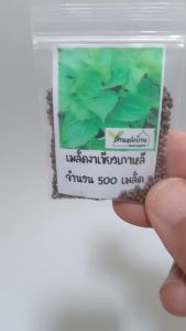 500 เมล็ด ชิโสะ โอบะ งาเขียวเกาหลี 500 ชิโสะ โอบะ งาเขียว ใบชิโสะ ใบโอบะ เมล็ดชิโสะ เมล็ดโอบะ เมล็ดงาเขียวเกาหลี เมล็ดงาเขียว 500 ราย ชิโสะ งาเกาหลี