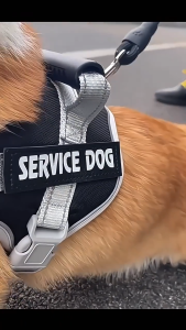 สายจูงสุนัข สายจูงสุนัขใหญ่ พร้อมสายรัดอก เชือกไนล่อนถัก เกรดเงา 3สี A018 สายรัดอกสัตว์เลี้ยงไซส์ M รุ่นแข็งแรงทนทาน สายจูงหมา มีแถบสะท้อนแสง ชุดหมาK9