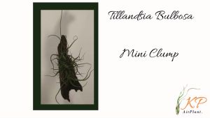 【Limited Stock】Tillandsia bulbosa mini Clump with wood decoration / 空气凤梨- 迷你小章鱼