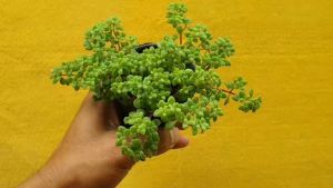 ต้นไม้อวบน้ำ กุหลาบหิน แครสซูลา ฟรากิริส Crassula fragillise #กุหลาบหิน #succulents