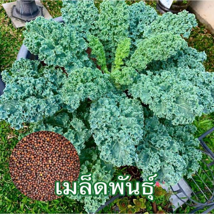 เมล็ดผักกรีนเคล Kale Green Curl ราคาถูก