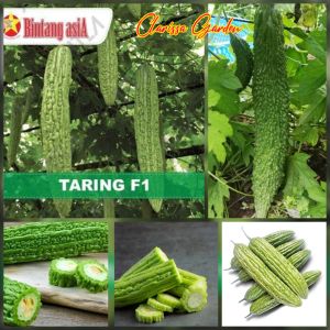 BIJI | BENIH TANAMAN PARE | PARIA TARING